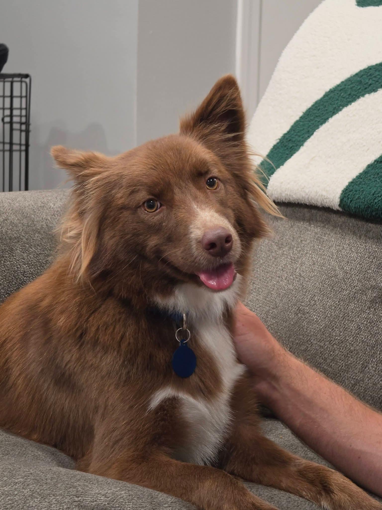 Enlarge PERSEUS 425, a Adoptable mixed breed in Milwaukee, WI image 3/4