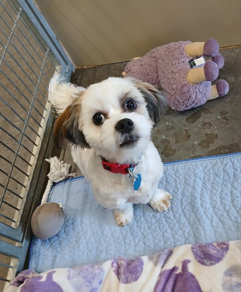 Comet, a Adopted mixed breed in Ladysmith, WI image 1/2