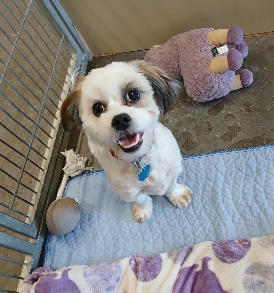 Comet, a Adopted mixed breed in Ladysmith, WI image 2/2