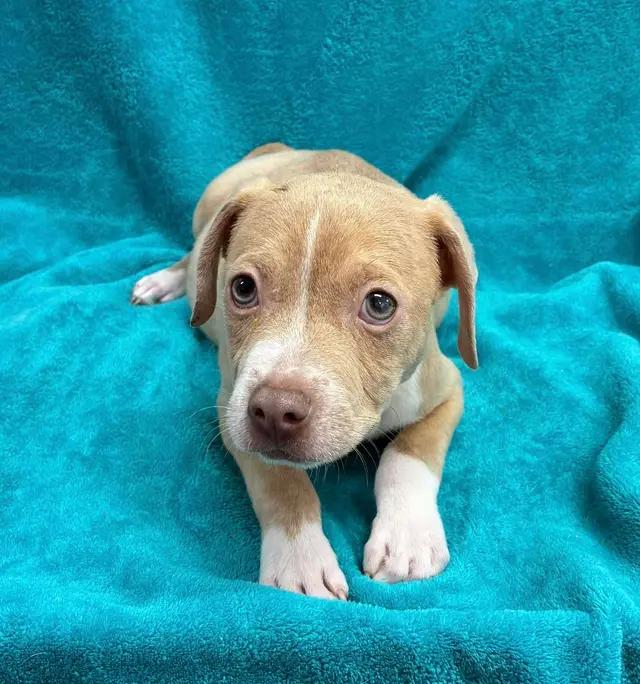 Buddy, ADOPTABLE, Puppy Male Patterdale Terrier / Fell Terrier & American Staffordshire Terrier.