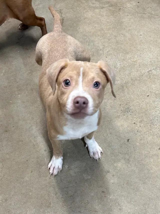 Enlarge Buddy, a ADOPTABLE mixed breed in Stahlstown, PA image 2/2