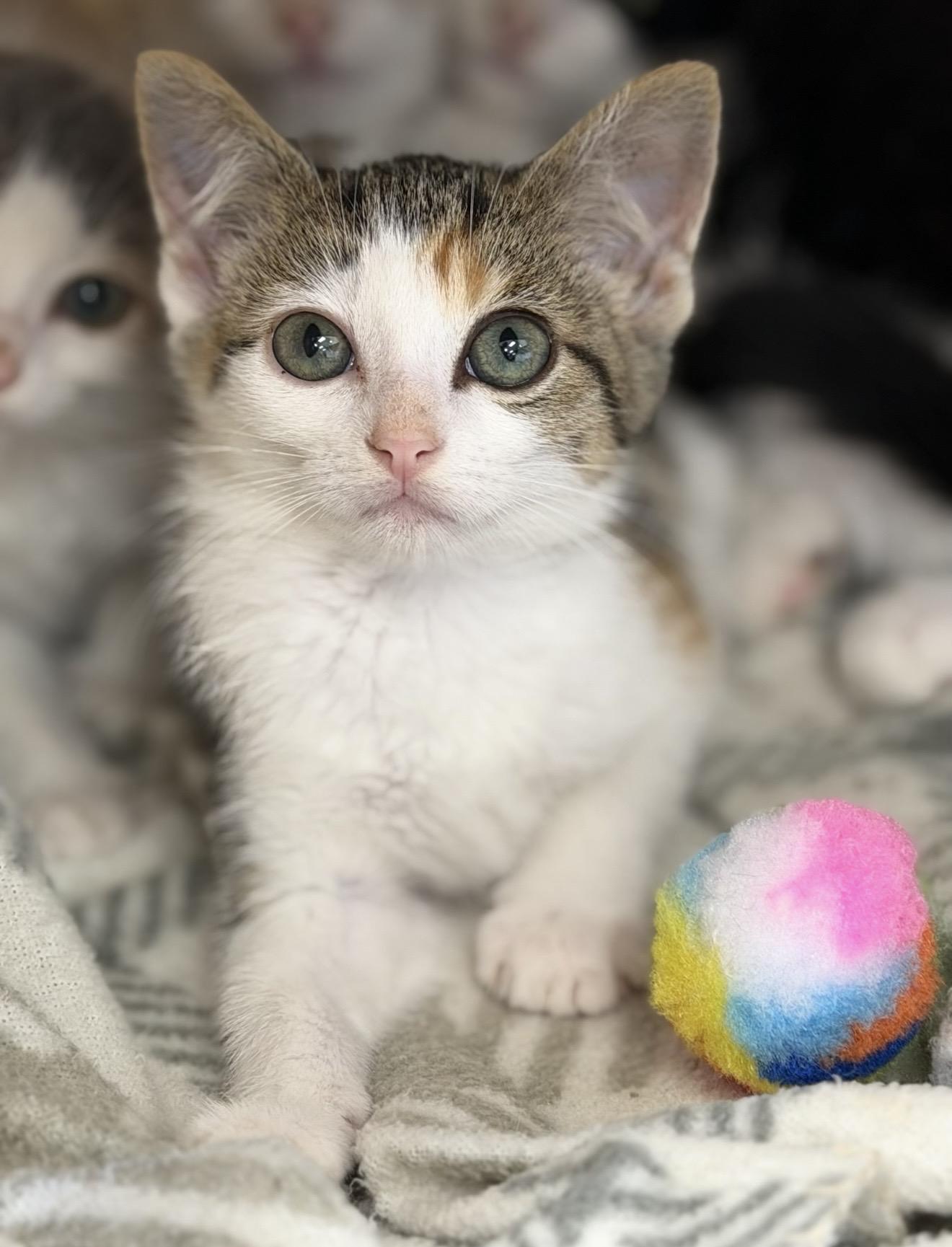 Enlarge Suds, an adopted Domestic Short Hair in Fertile, MN image 1/2