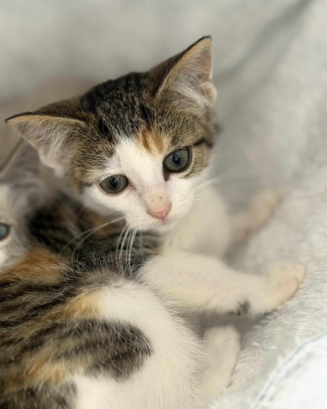 Enlarge Suds, an adopted Domestic Short Hair in Fertile, MN image 2/2