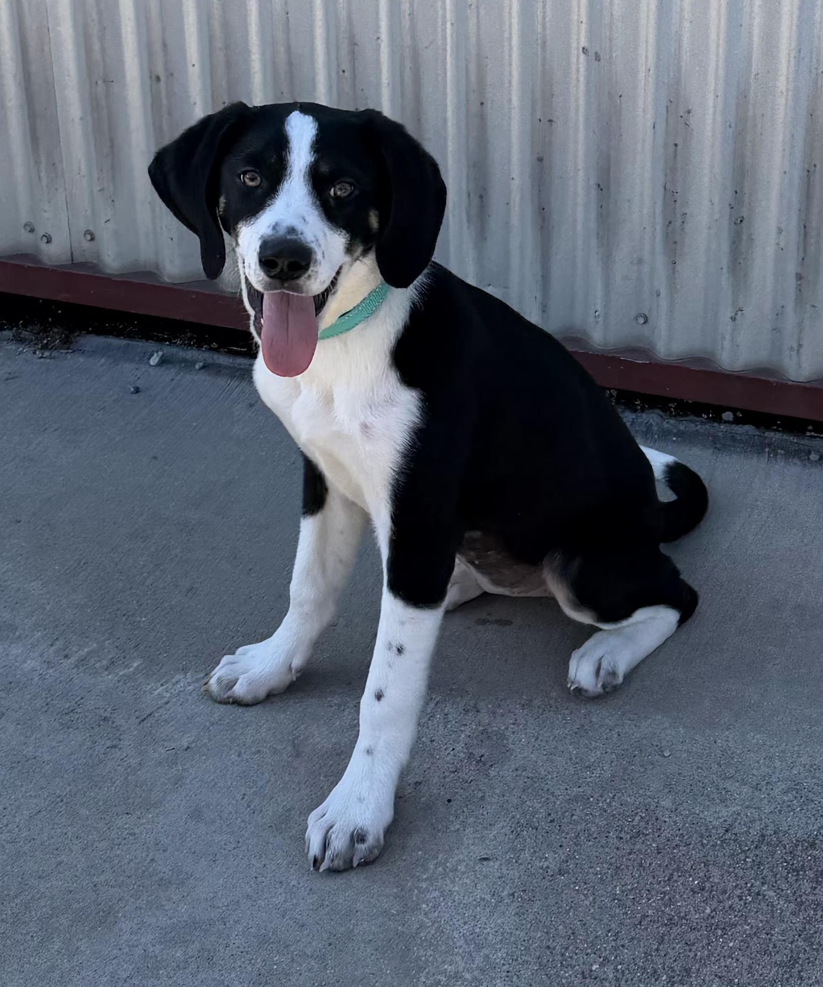 Enlarge Paisley, a ADOPTABLE mixed breed in Lexington, KY image 2/4