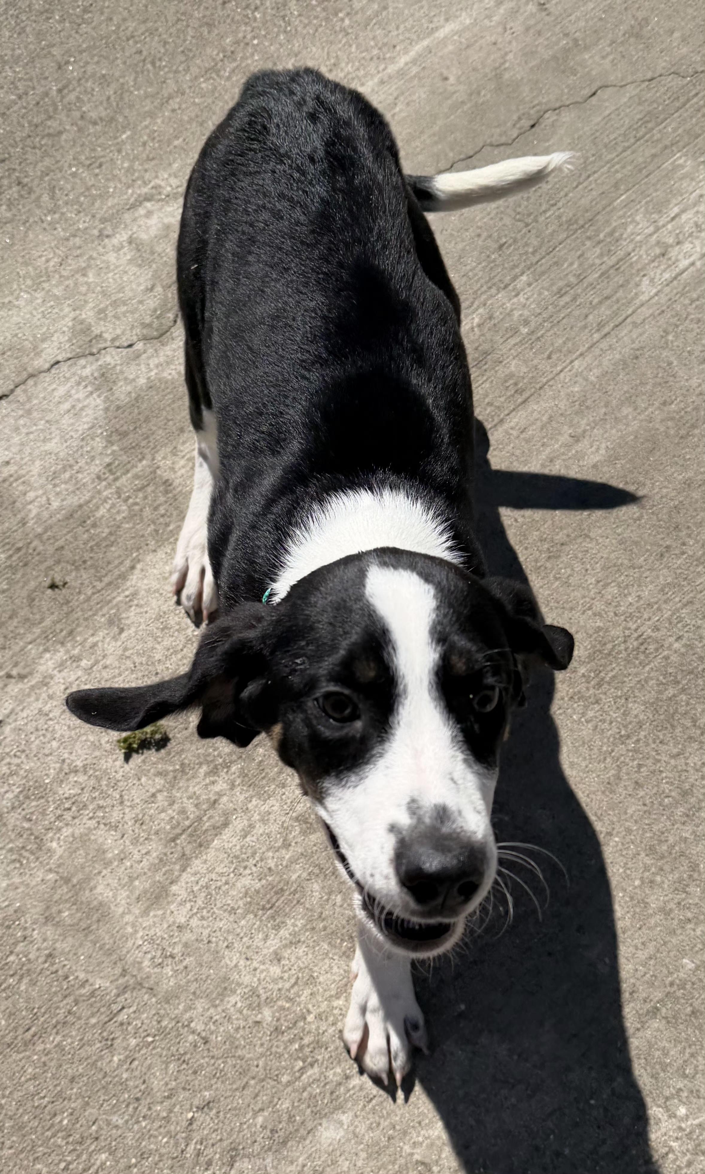 Enlarge Paisley, a ADOPTABLE mixed breed in Lexington, KY image 4/4