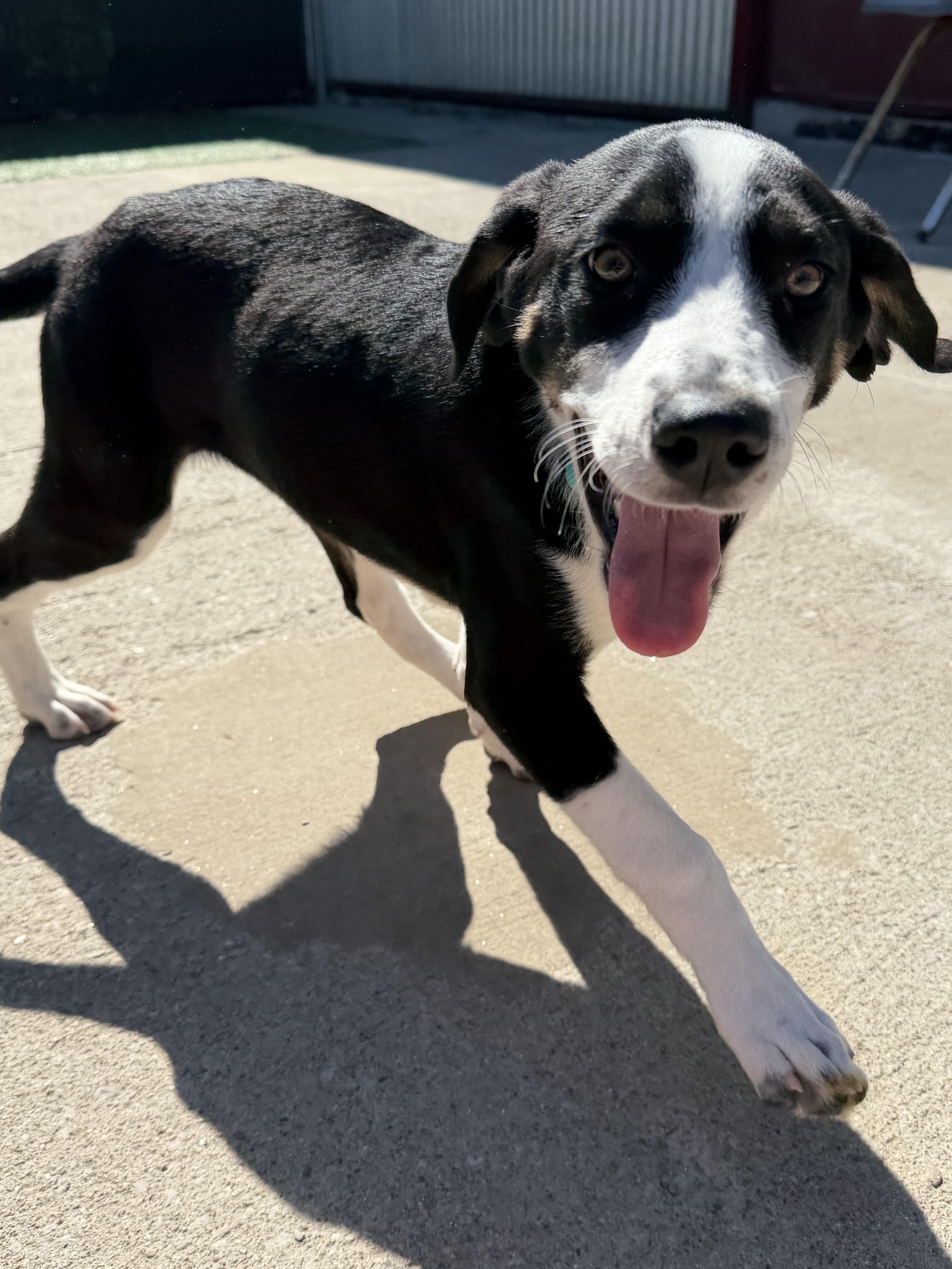 Paisley, ADOPTABLE, Young Female Beagle & Labrador Retriever.