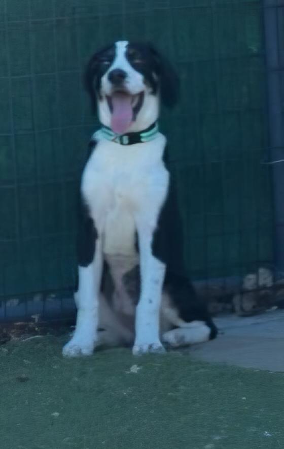 Enlarge Paisley, a ADOPTABLE mixed breed in Lexington, KY image 3/4