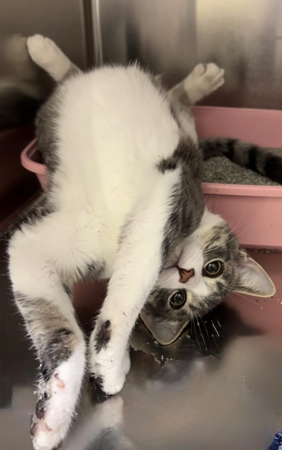 Enlarge Lou, a Adopted Domestic Short Hair in Mauston, WI image 2/2