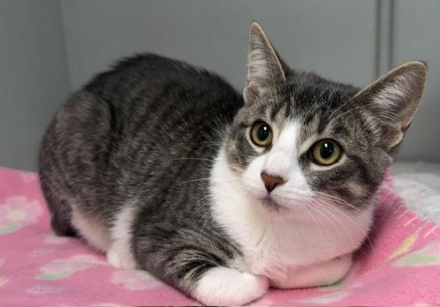Lou, Adopted, Young Female Domestic Short Hair.