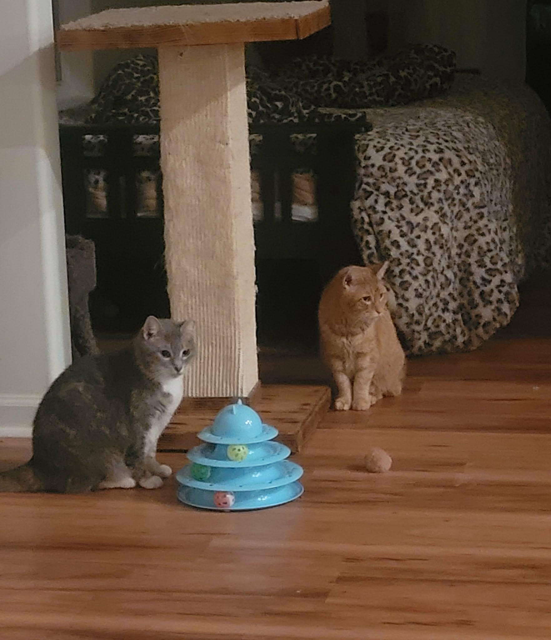 Enlarge Percy, a Adoptable Domestic Short Hair in North Myrtle Beach, SC image 3/5