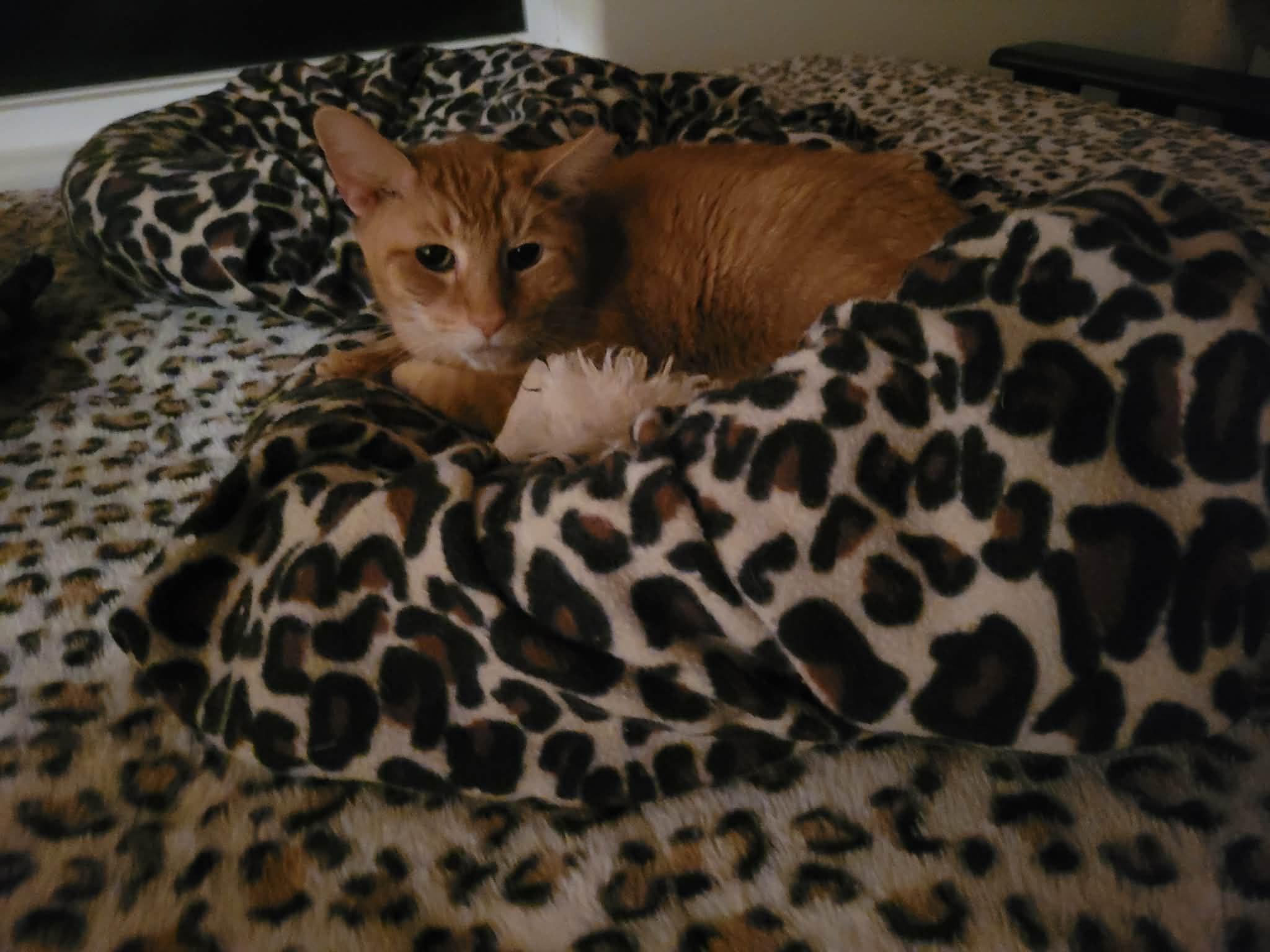 Enlarge Percy, a Adoptable Domestic Short Hair in North Myrtle Beach, SC image 1/5