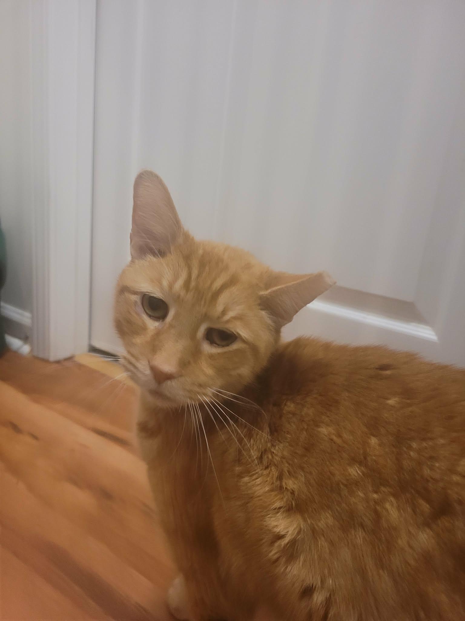 Enlarge Percy, a Adoptable Domestic Short Hair in North Myrtle Beach, SC image 2/5