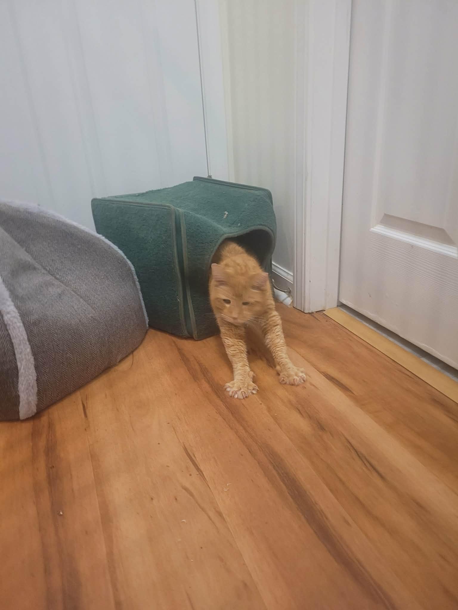 Enlarge Percy, a Adoptable Domestic Short Hair in North Myrtle Beach, SC image 5/5