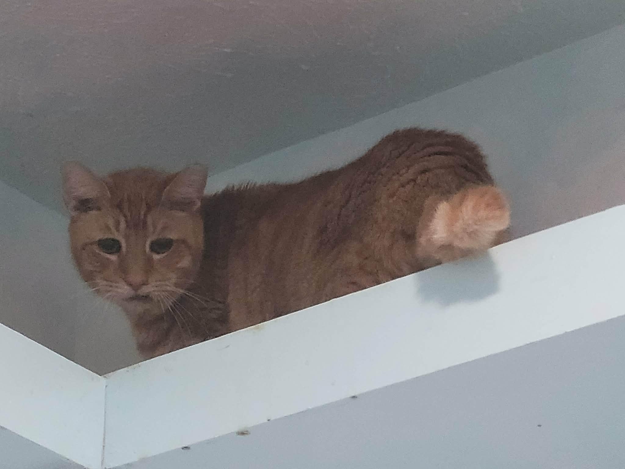 Enlarge Percy, a Adoptable Domestic Short Hair in North Myrtle Beach, SC image 4/5