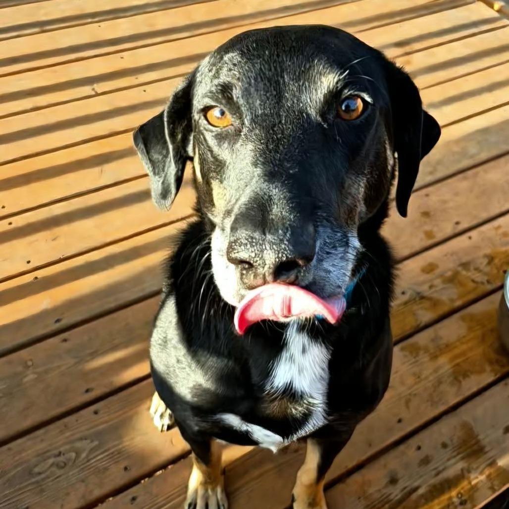 Dobbie, Adoptable, Adult Male Hound.