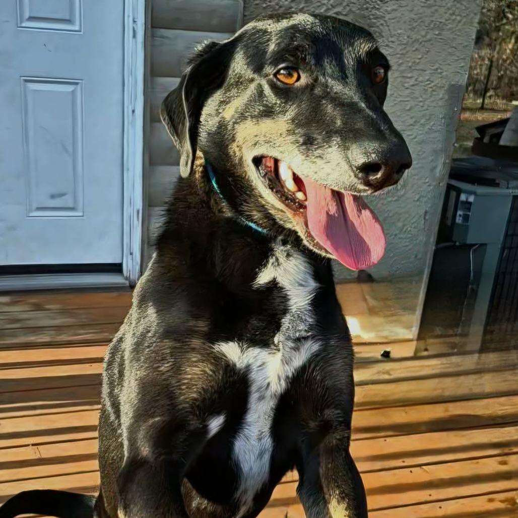 Enlarge Dobbie, a Adoptable Hound in Brainerd, MN image 2/6