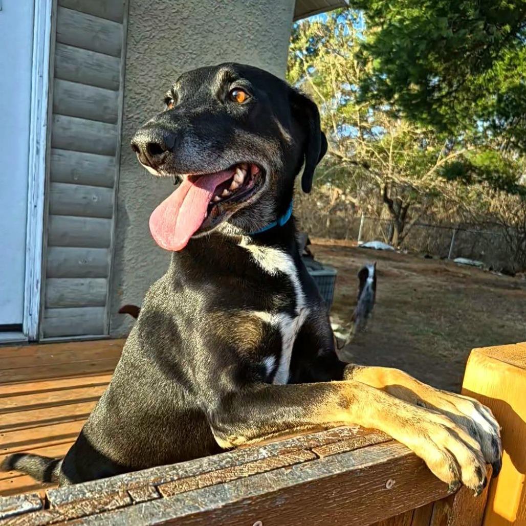 Enlarge Dobbie, a Adoptable Hound in Brainerd, MN image 3/6