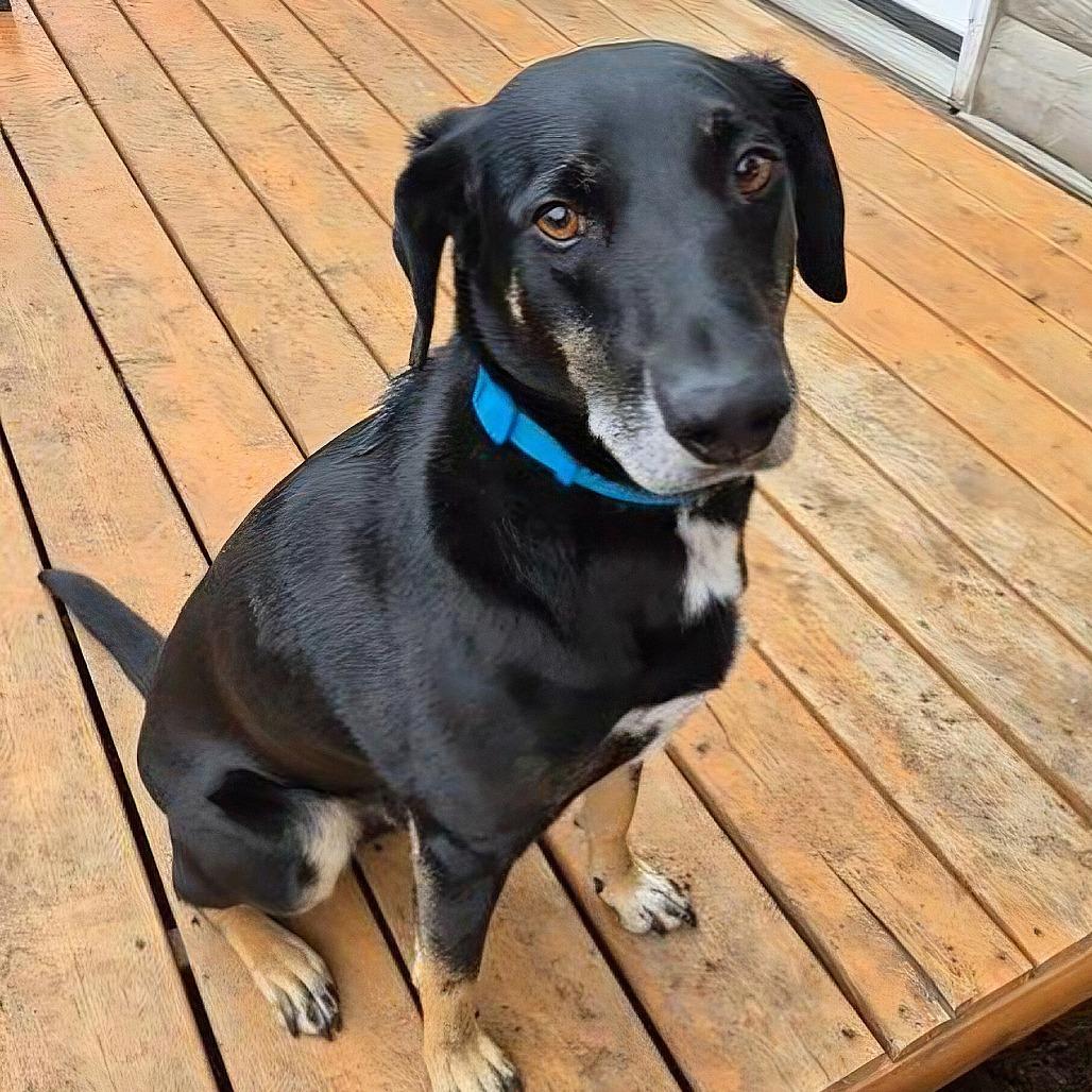 Enlarge Dobbie, a Adoptable Hound in Brainerd, MN image 4/6