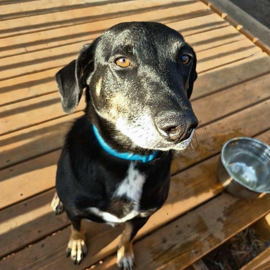 Enlarge Dobbie, a Adoptable Hound in Brainerd, MN image 5/6