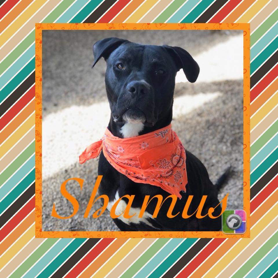 Shamus, Adoptable, Adult Male Pit Bull Terrier.