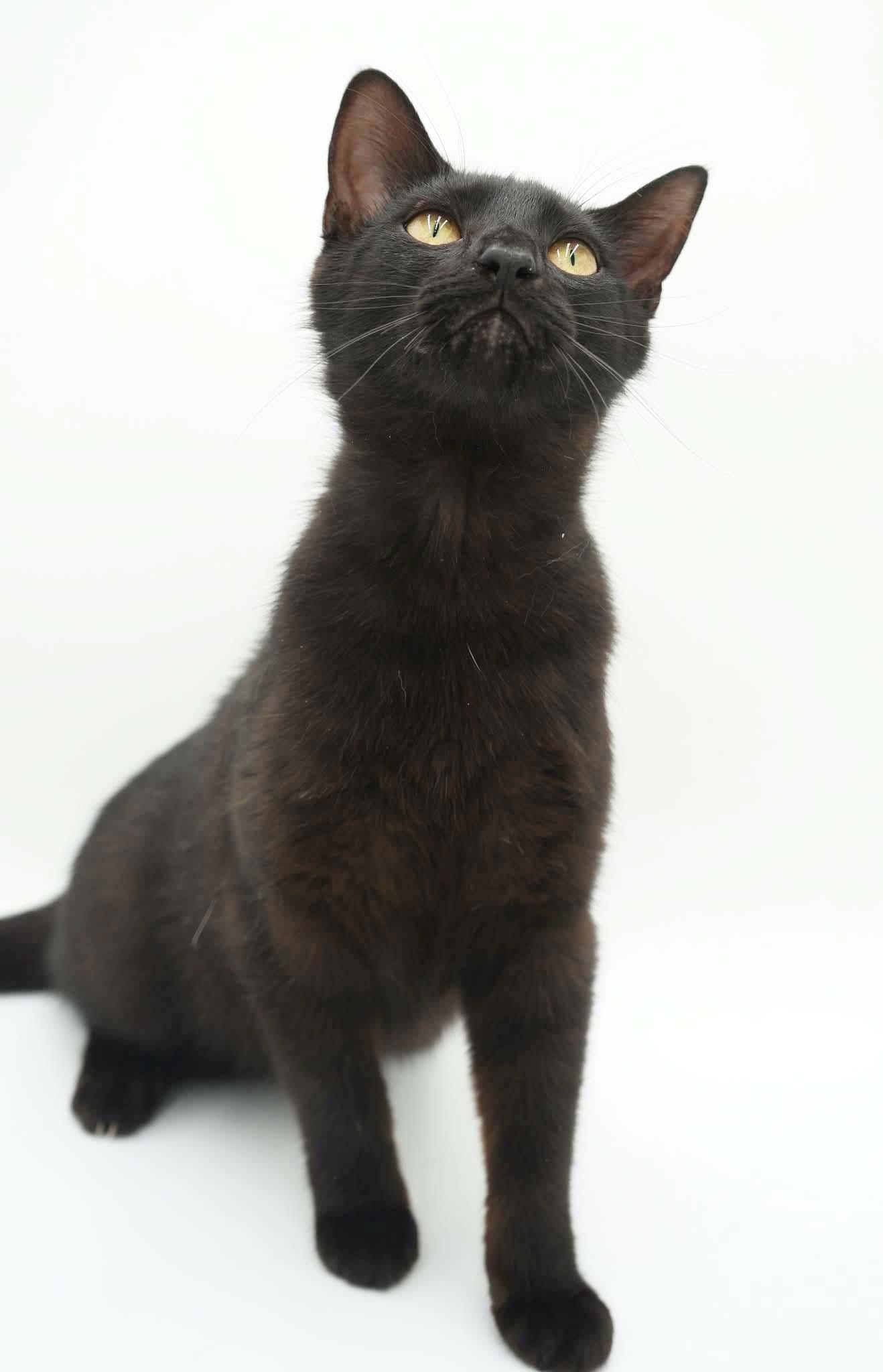 Enlarge Squirrel is just darn cute - licorice love bug - loves her bro Fox too - VIDEO, a Adoptable mixed breed in Bedford Hills, NY image 6/6