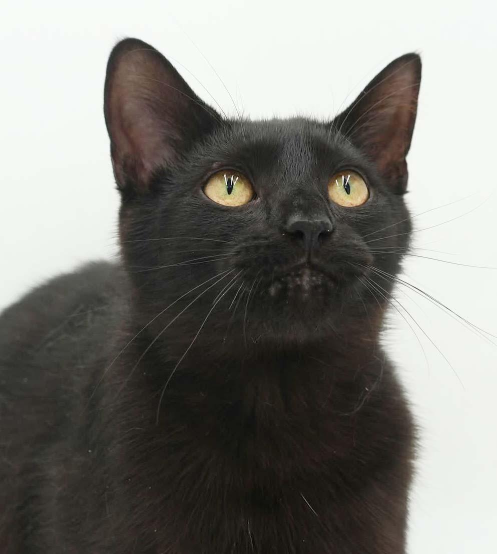 Enlarge Squirrel is just darn cute - licorice love bug - loves her bro Fox too - VIDEO, a Adoptable mixed breed in Bedford Hills, NY image 1/6
