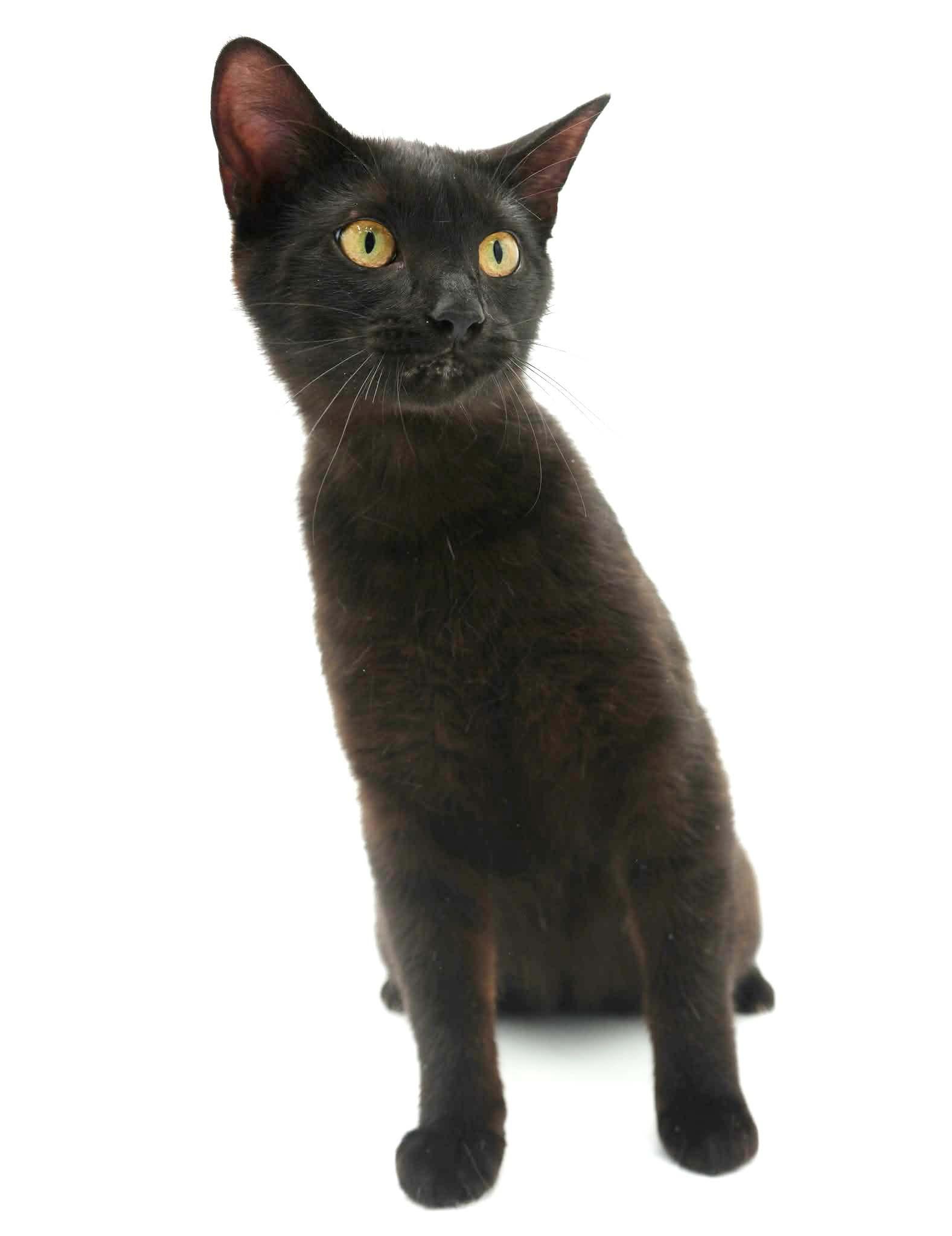 Enlarge Squirrel is just darn cute - licorice love bug - loves her bro Fox too - VIDEO, a Adoptable mixed breed in Bedford Hills, NY image 5/6