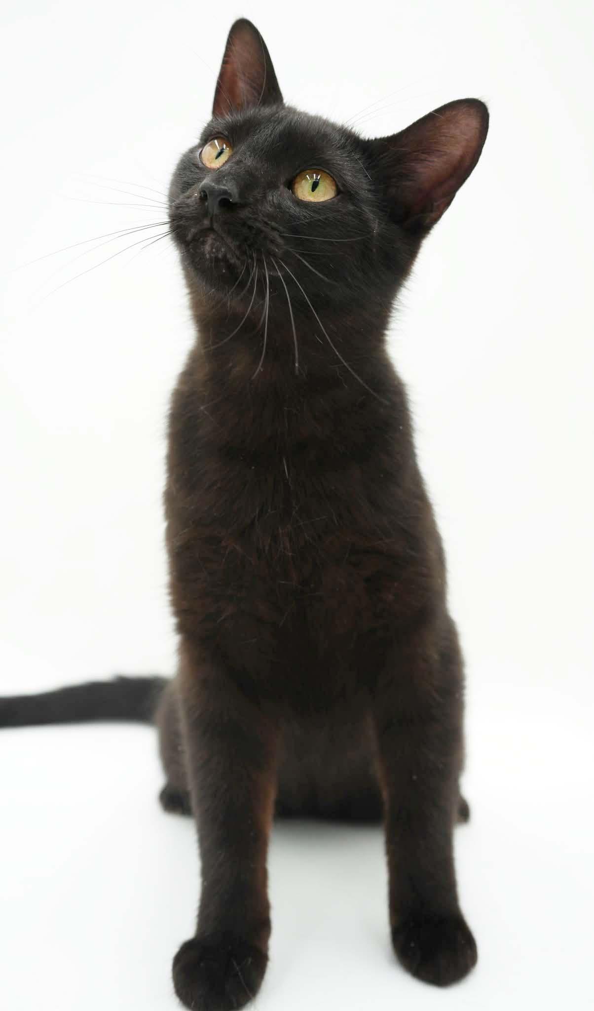 Enlarge Squirrel is just darn cute - licorice love bug - loves her bro Fox too - VIDEO, a Adoptable mixed breed in Bedford Hills, NY image 2/6