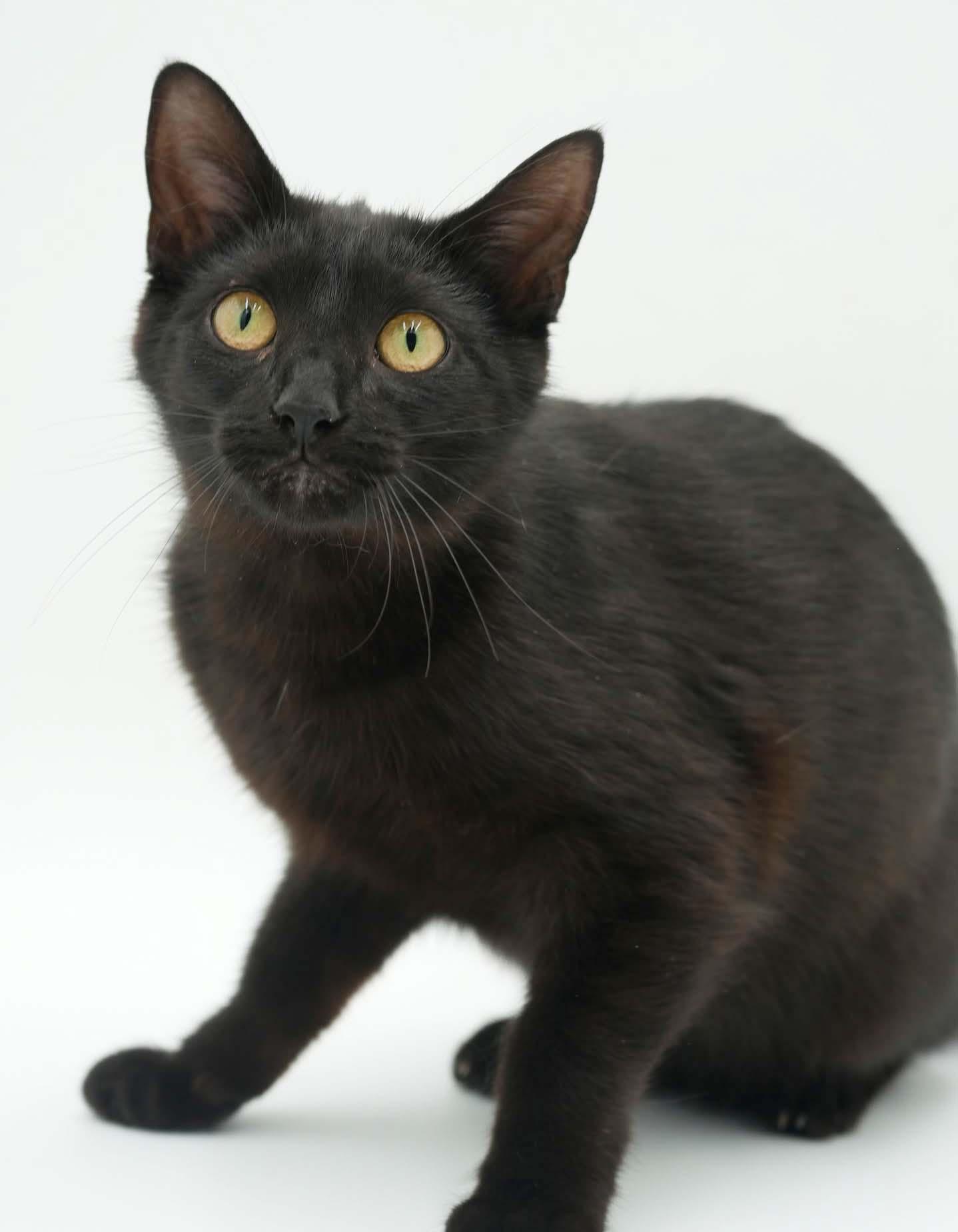 Enlarge Squirrel is just darn cute - licorice love bug - loves her bro Fox too - VIDEO, a Adoptable mixed breed in Bedford Hills, NY image 3/6