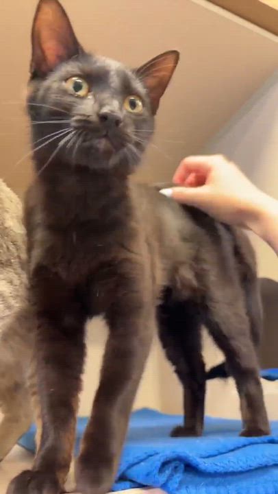 Enlarge Squirrel is just darn cute - licorice love bug - loves her bro Fox too - VIDEO, a Adoptable mixed breed in Bedford Hills, NY video 4/6