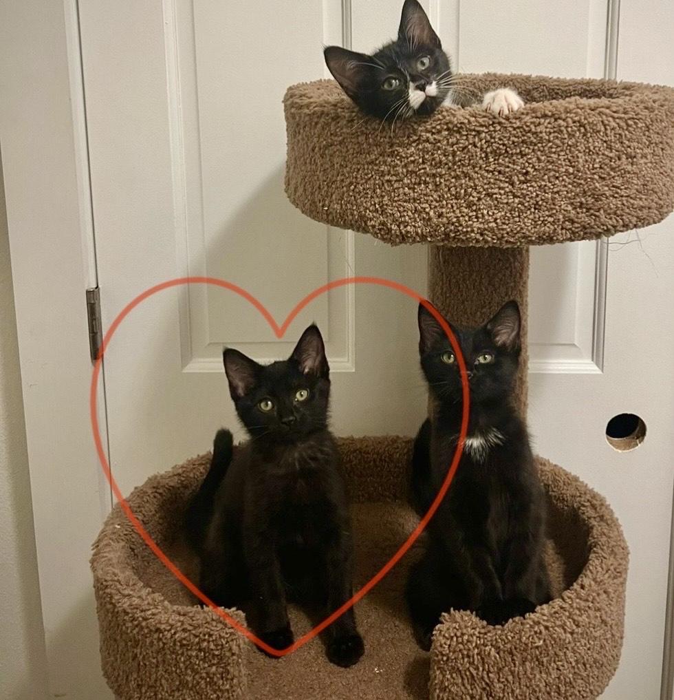Stop, a ADOPTABLE Domestic Short Hair in Milwaukee, WI image 3/5