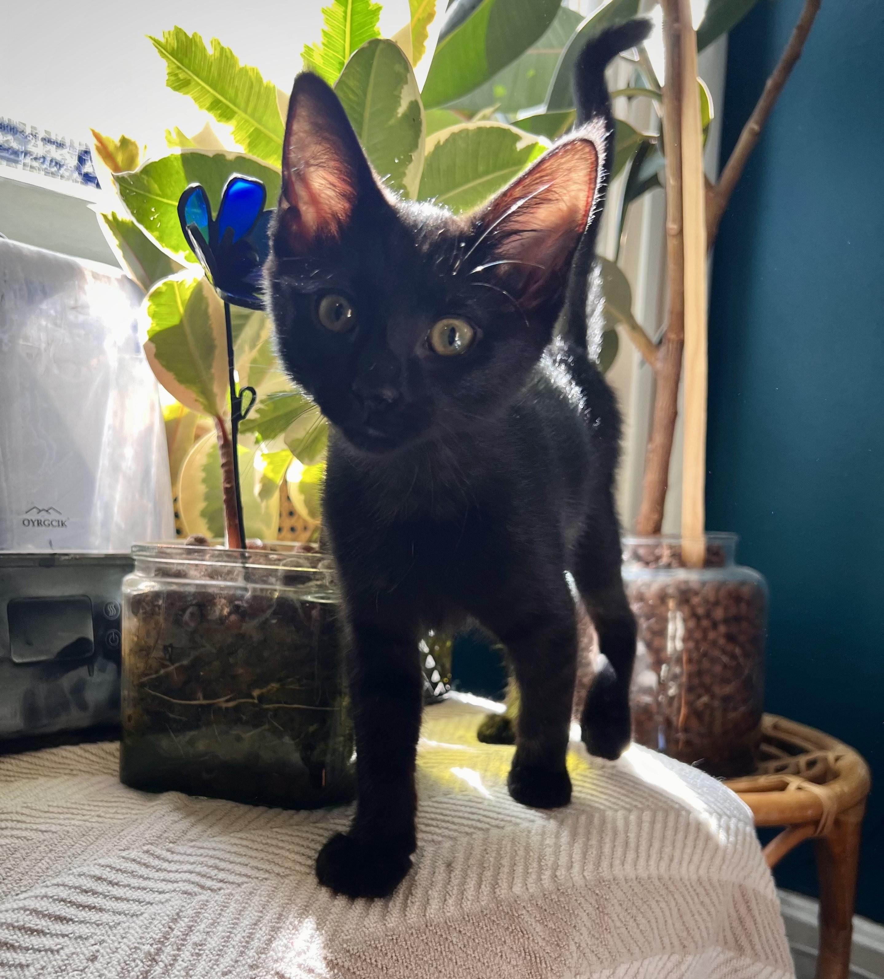 Stop, a ADOPTABLE Domestic Short Hair in Milwaukee, WI image 1/5