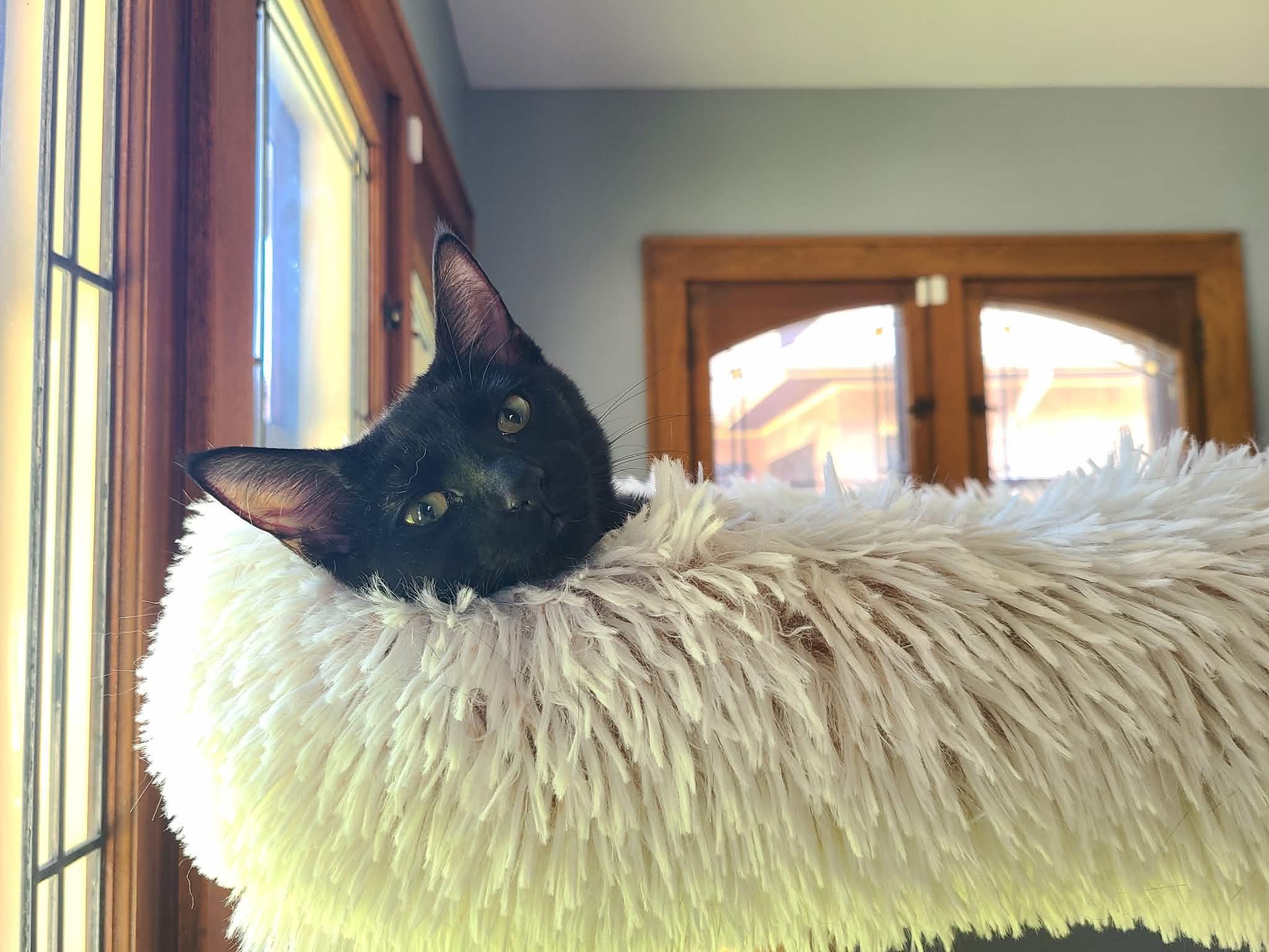 Stop, a ADOPTABLE Domestic Short Hair in Milwaukee, WI image 6/6