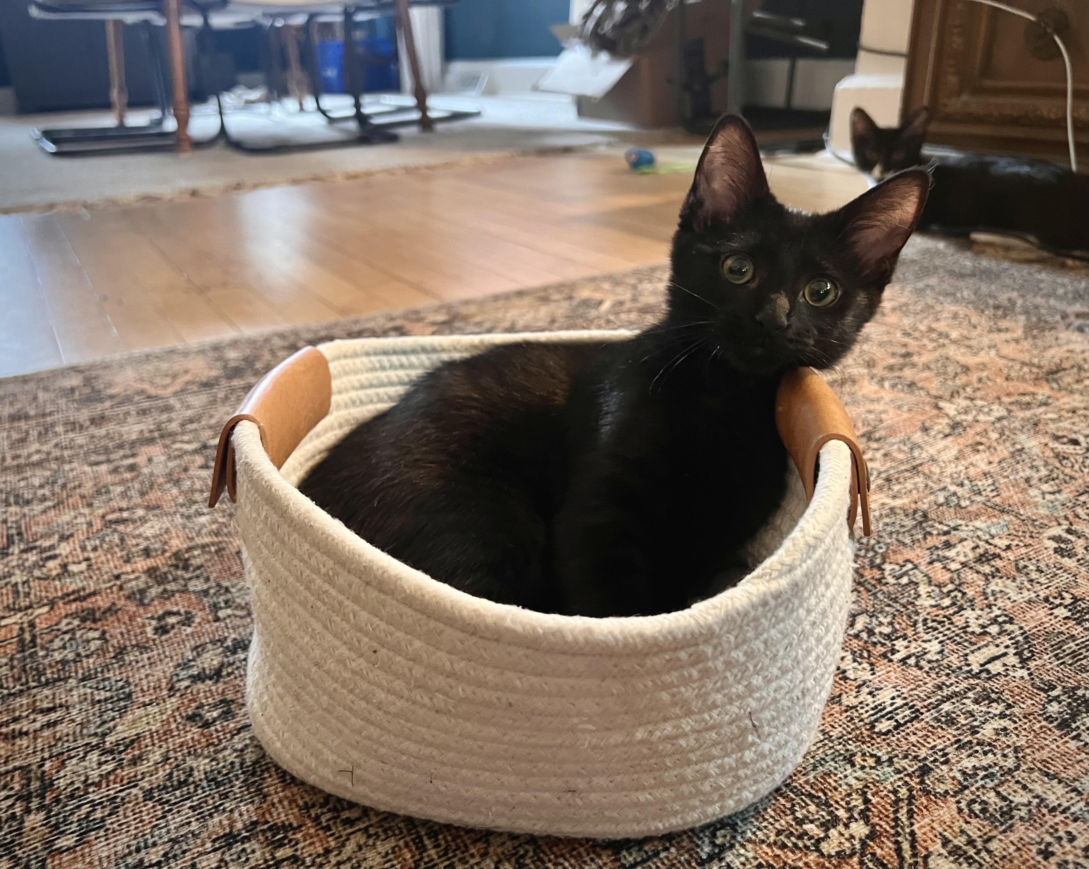 Stop, a ADOPTABLE Domestic Short Hair in Milwaukee, WI image 2/5