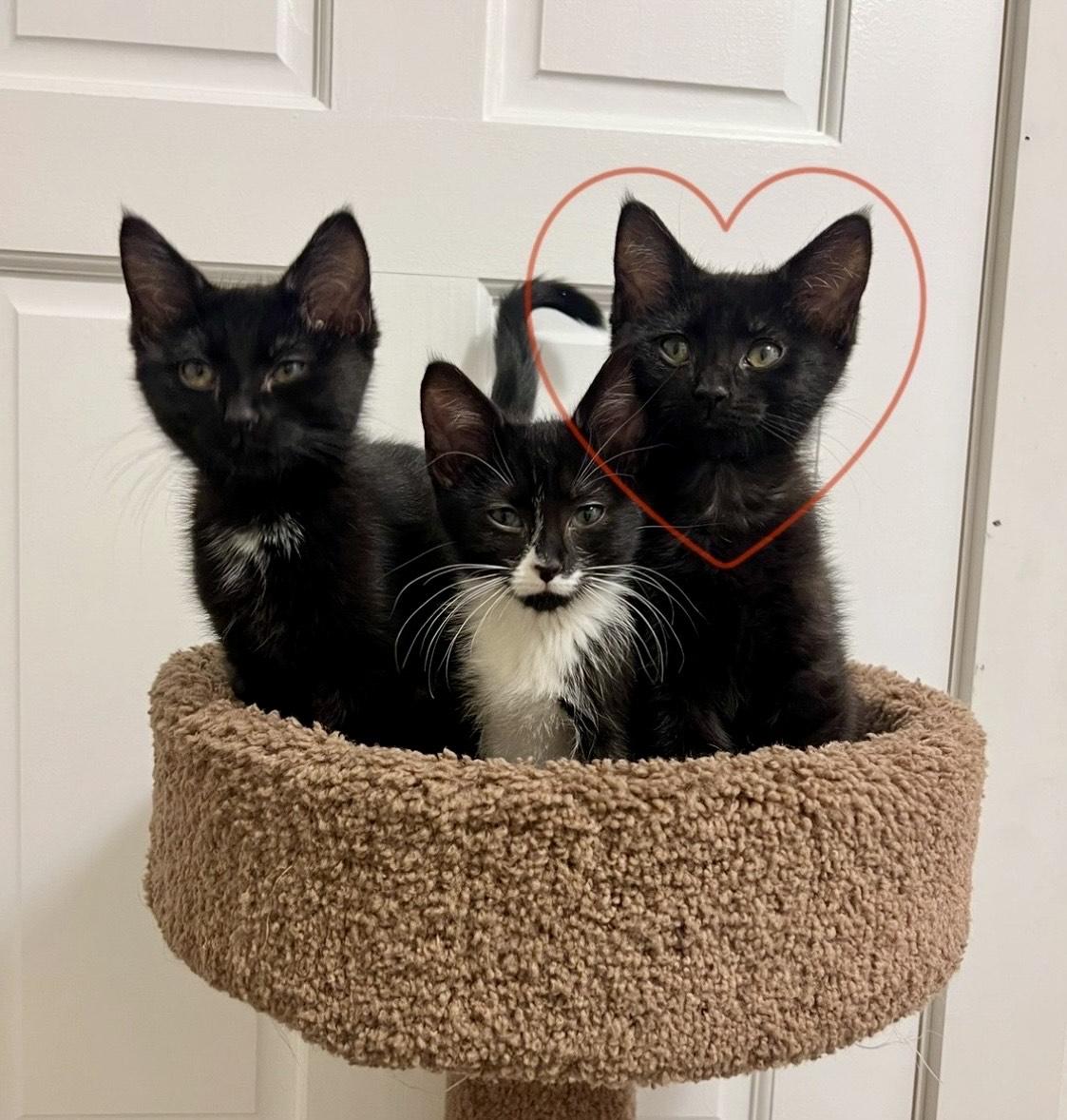 Stop, a ADOPTABLE Domestic Short Hair in Milwaukee, WI image 4/5