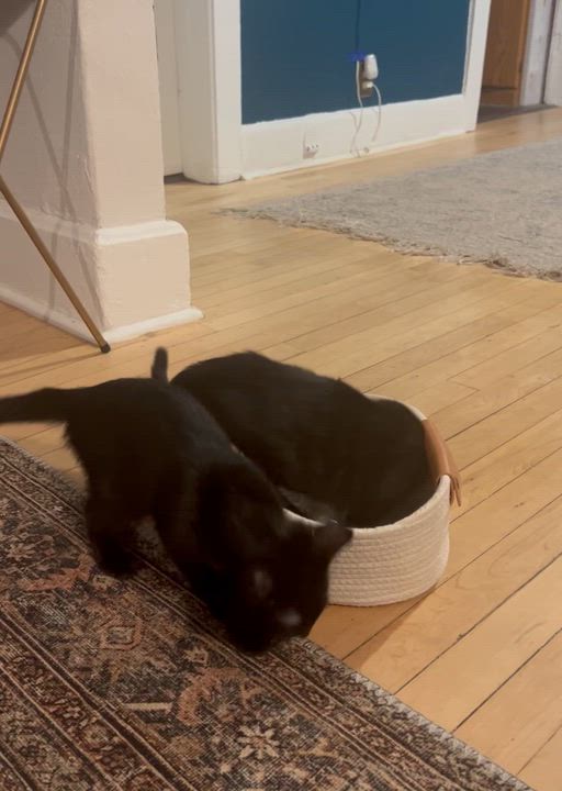 Enlarge Stop, a ADOPTABLE Domestic Short Hair in Milwaukee, WI video 5/5