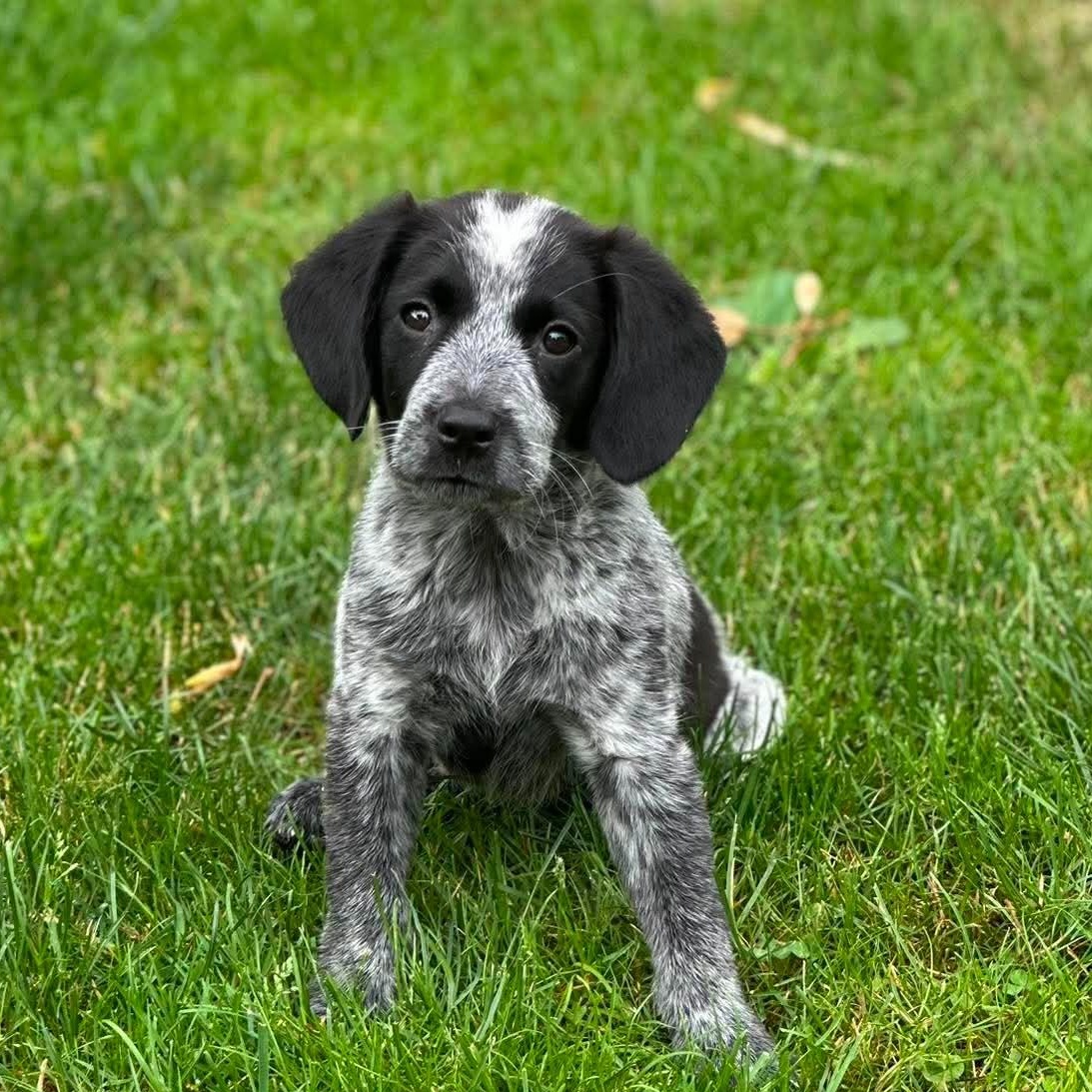 Oreo, an adopted mixed breed in Rochester, NY image 1/6