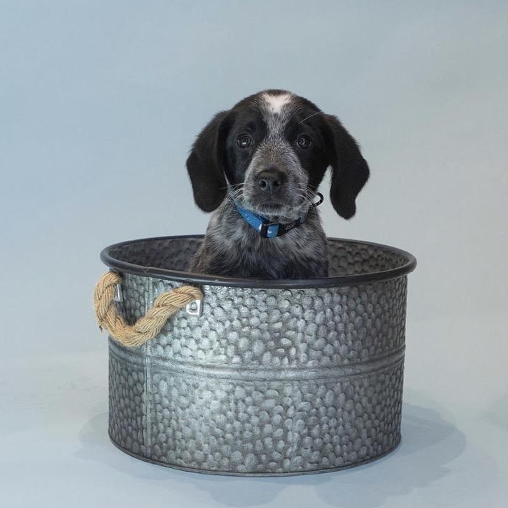 Oreo, an adopted mixed breed in Rochester, NY image 6/6