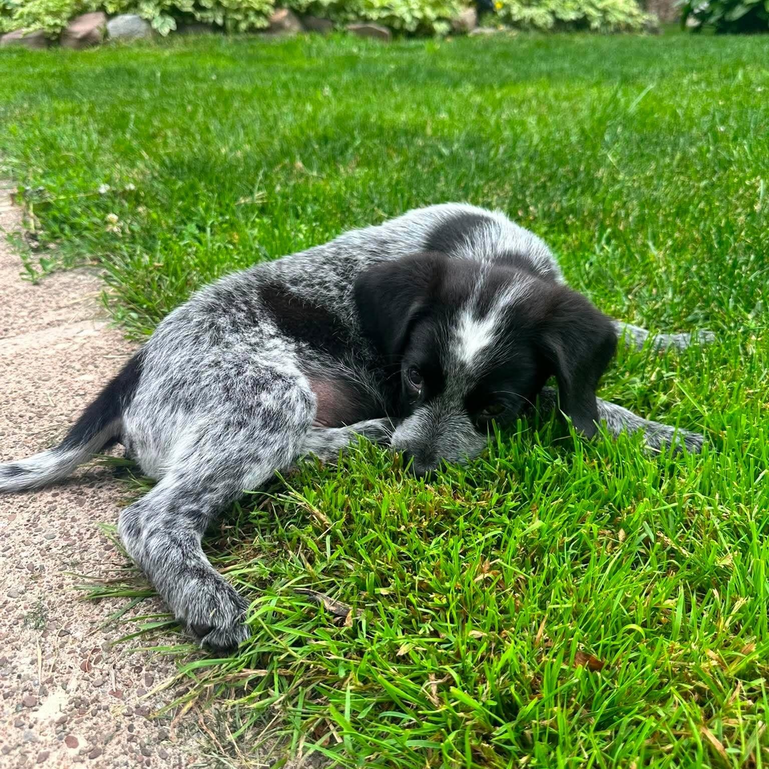 Oreo, an adopted mixed breed in Rochester, NY image 5/6