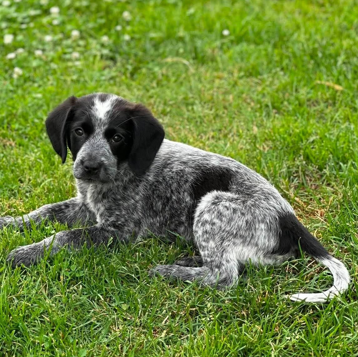 Oreo, an adopted mixed breed in Rochester, NY image 2/6