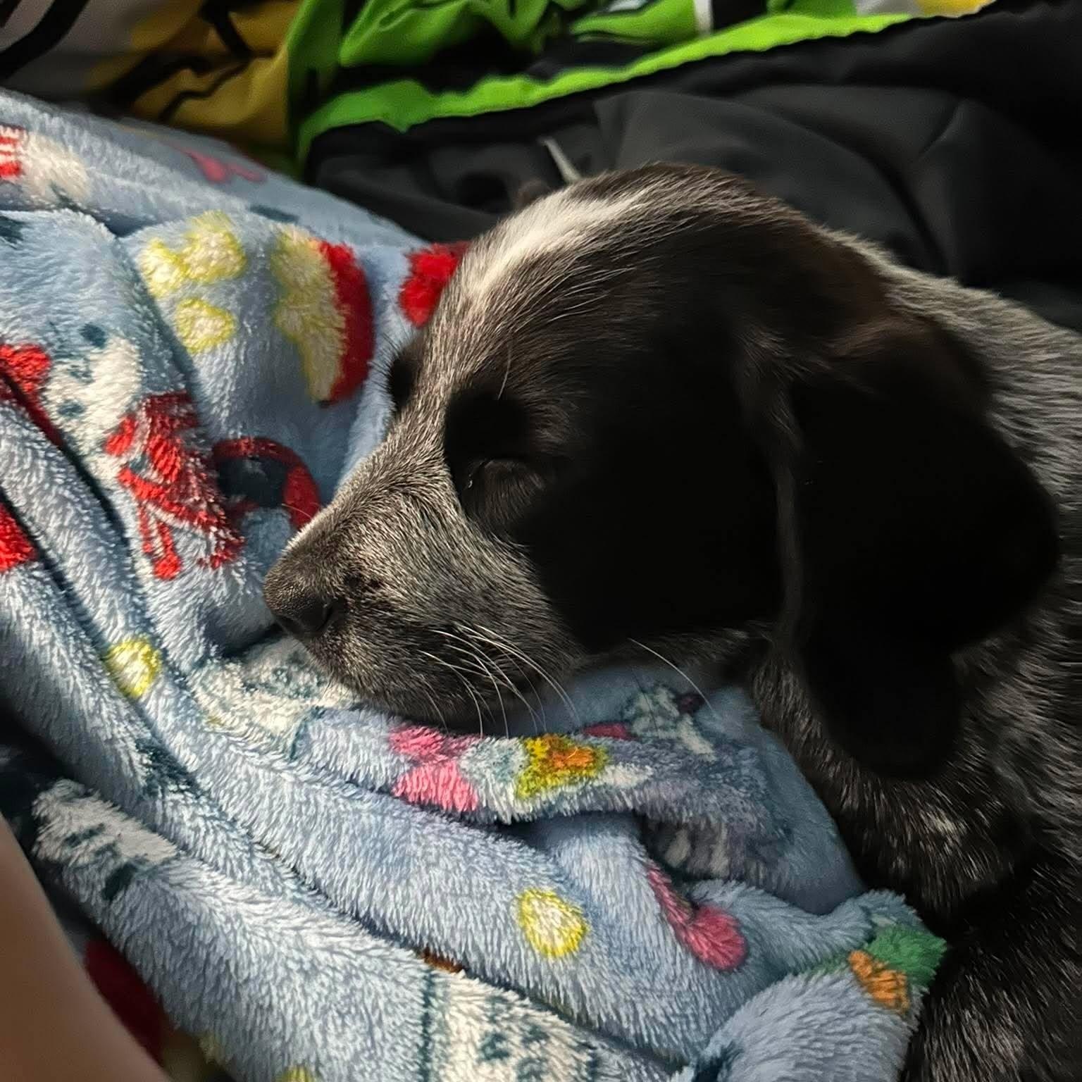 Oreo, an adopted mixed breed in Rochester, NY image 4/6