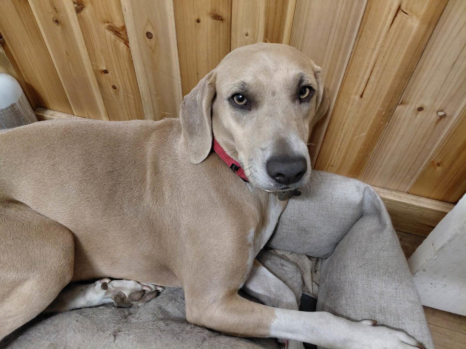 Lemon (Limoncello), Adoptable, Adult Female Hound.