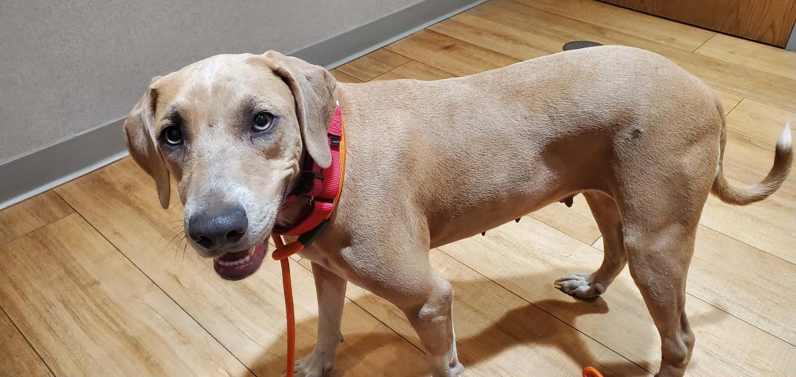 Lemon (Limoncello), a Adoptable Hound in Crystal, MN image 2/3
