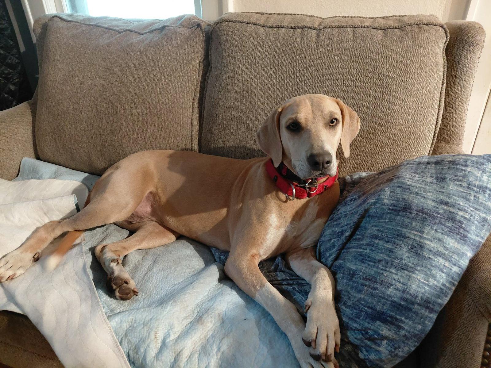 Lemon (Limoncello), a Adoptable Hound in Crystal, MN image 3/3