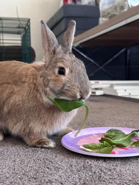 Enlarge BROWNIE, a Adoptable Bunny Rabbit in Derwood, MD image 1/1