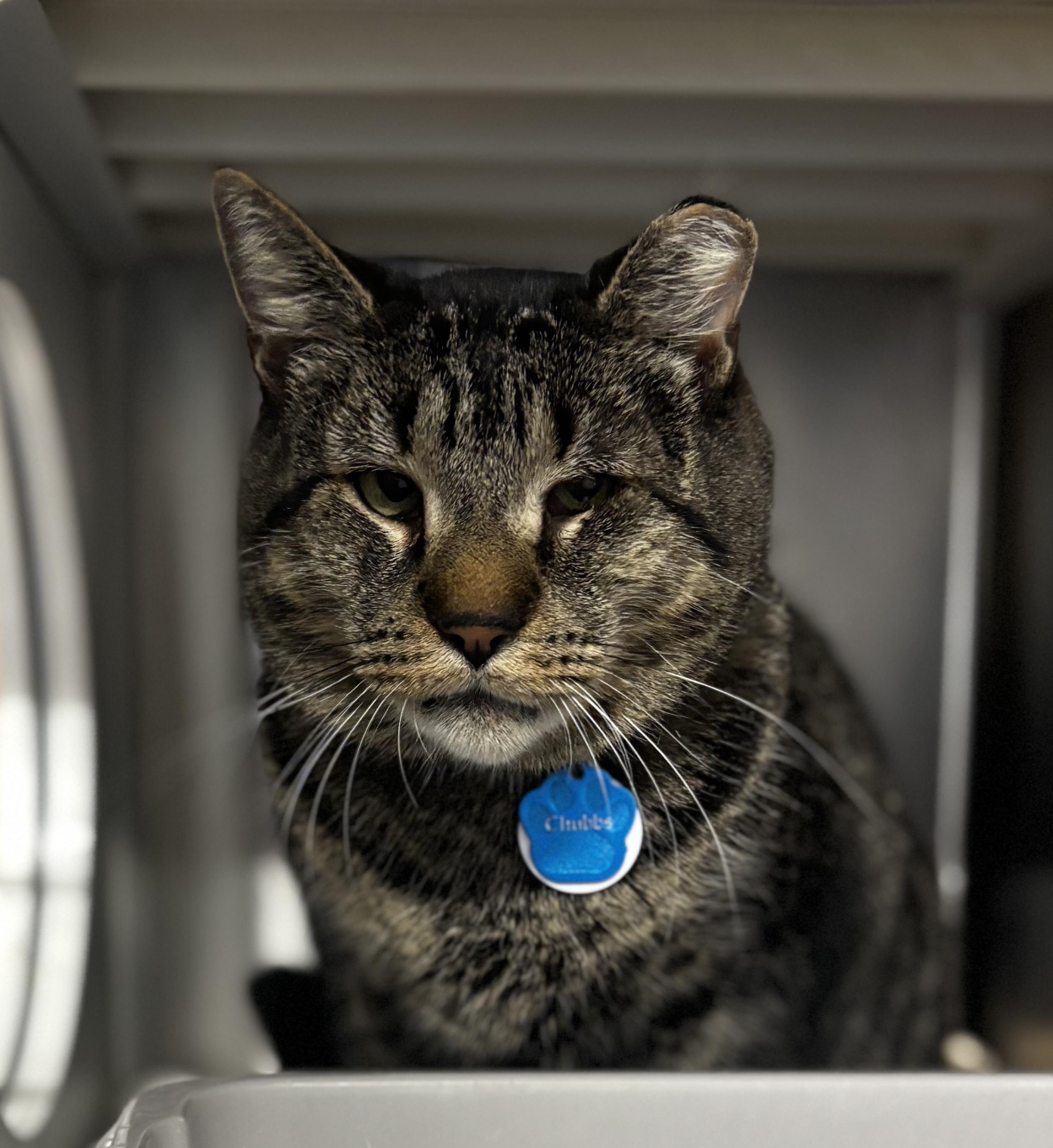 Chubbs (Not Quite Ready Yet), ADOPTABLE, Senior Male Domestic Short Hair.