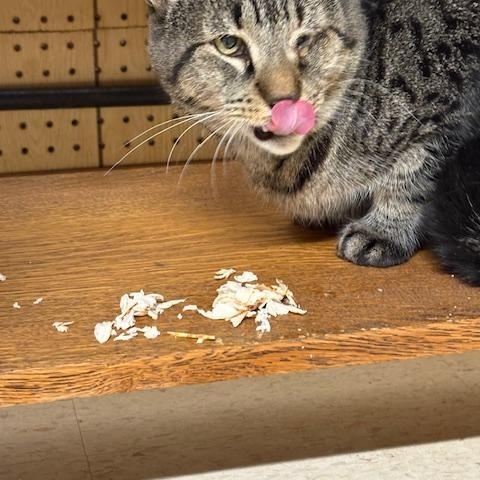 Chubbs (Not Quite Ready Yet) — thumbnail 2