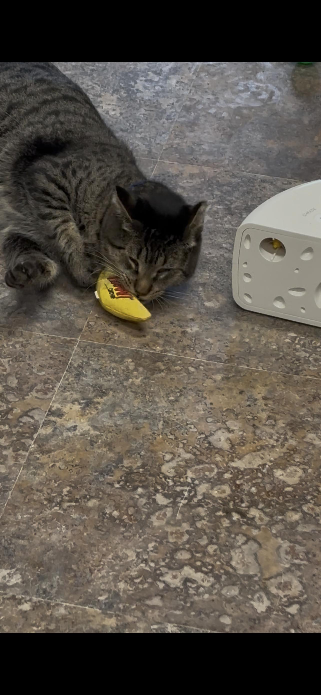 Enlarge Chubbs (Not Quite Ready Yet), a ADOPTABLE Domestic Short Hair in Grand Rapids, MI image 5/6