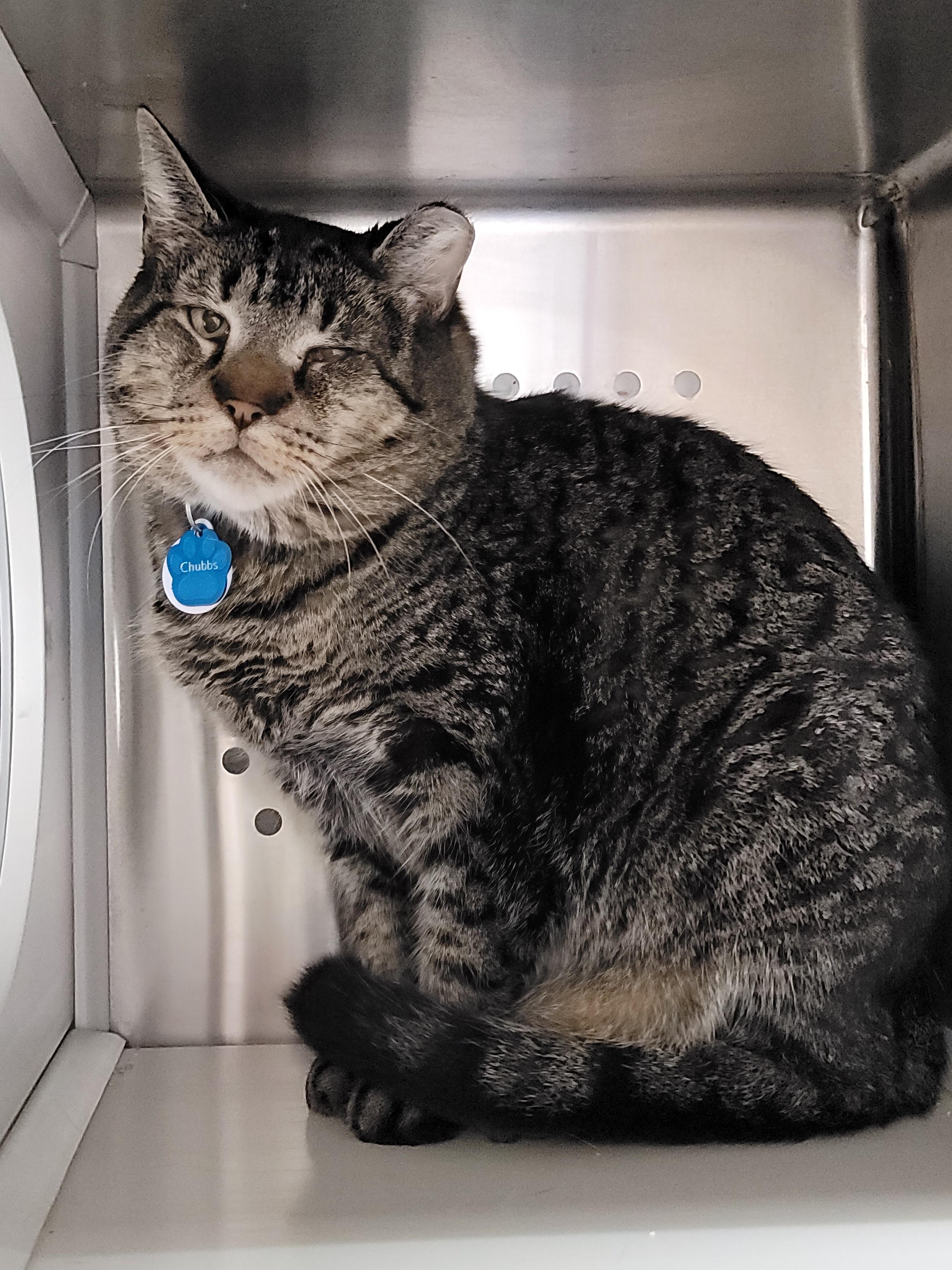 Chubbs (Not Quite Ready Yet) — thumbnail 4