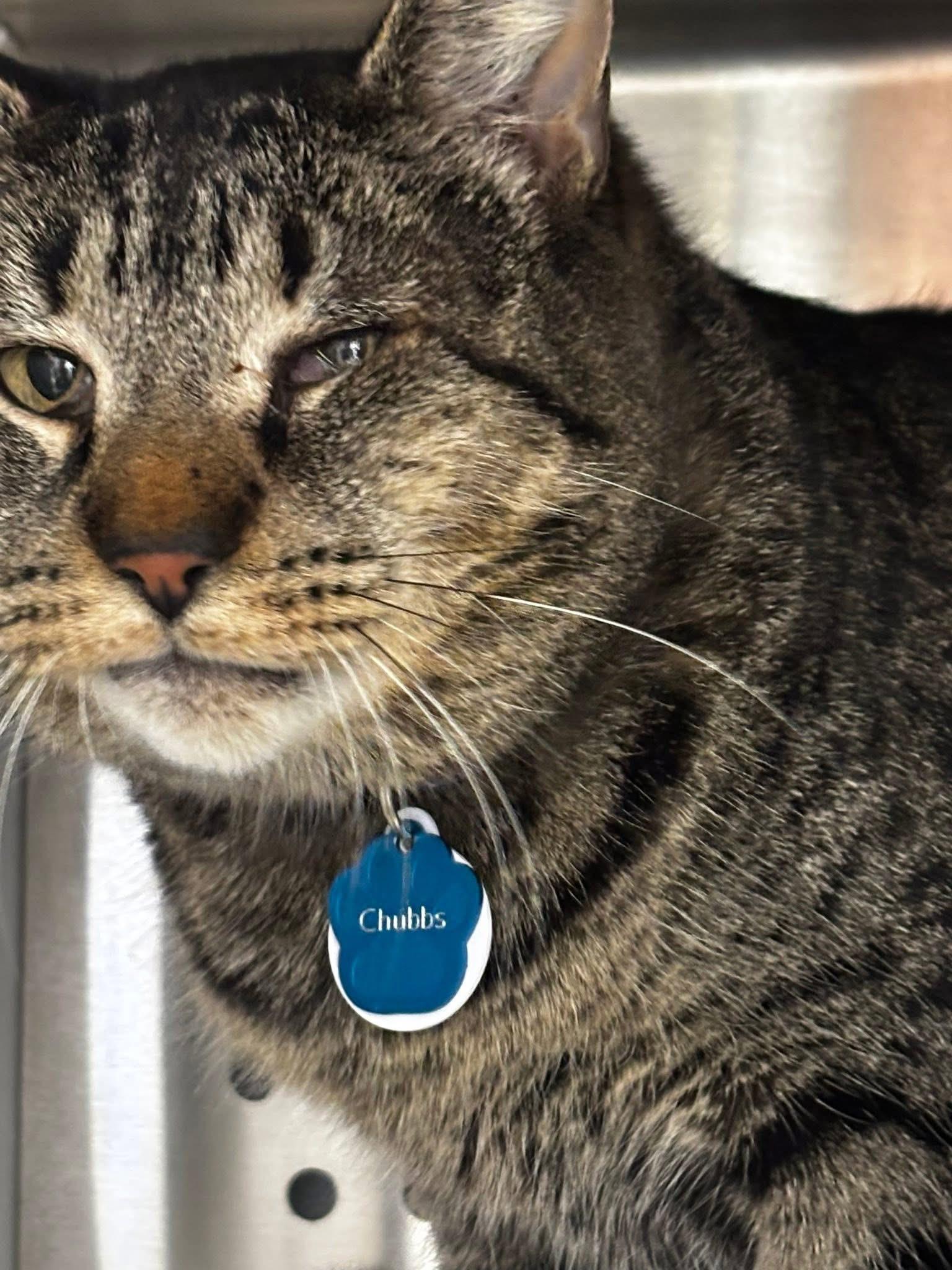 Chubbs (Not Quite Ready Yet) — thumbnail 5